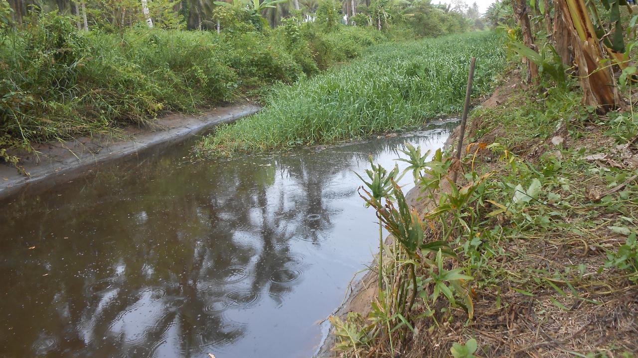 Aneh, Rimbunan Rumput Tiba-Tiba Menghilang