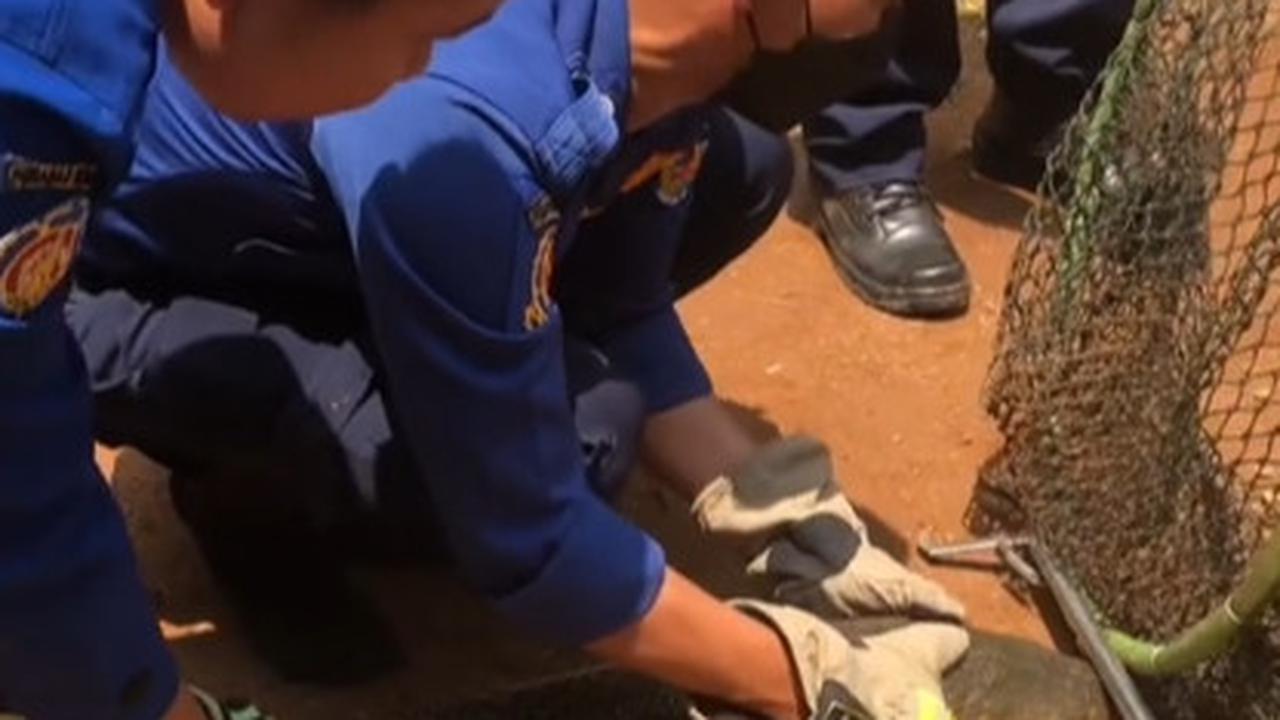 Viral Aksi Damkar Evakuasi Ikan Aligator di Kolam Sekolahan, Curi Perhatian