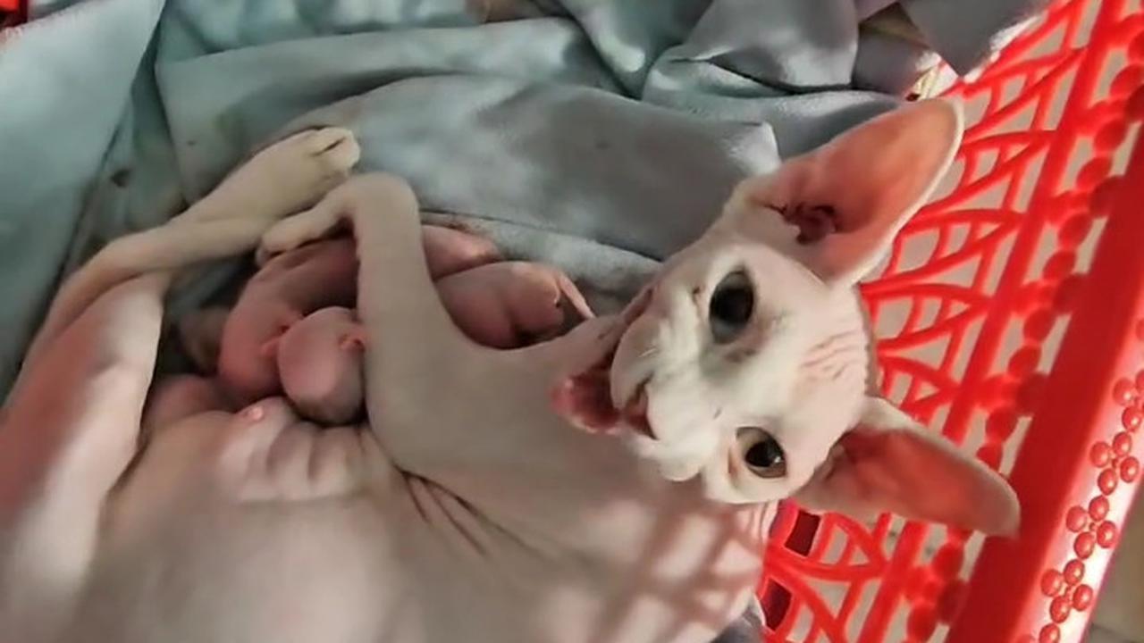 Potret Wulan Guritno dengan Kucing Kesayangan yang Baru Saja Melahirkan