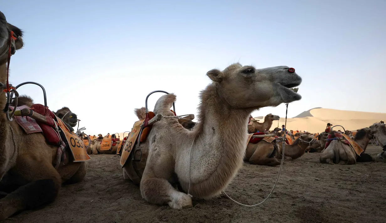 Seekor unta beristirahat di padang pasir di Dunhuang di provinsi Gansu di China barat laut (10/8/2019).  Kota tersebut dikenal pada beberapa masa dengan nama Shazhou dan dalam bahasa Uighur, Dukhan. (AFP Photo/Str)