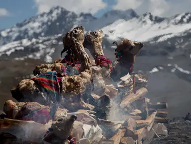 Llama muda dibakar sebagai persembahan ritual Pachamama atau Ibu Bumi di gunung La Cumbre, pinggiran La Paz, Bolivia, Rabu (1/8). Bulan Agustus, orang-orang berkumpul melakukan persembahan menghormati dewi bumi dan meminta keberuntungan. (AP/Juan Karita)