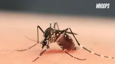 WHO mencabut darurat kesehatan virus Zika, sejak peneliti menemukan bakteri Wolbachia dapat memblokir penyebaran Zika.