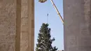 Sebuah derek dikerahkan untuk mendirikan pohon Natal raksasa di Alun-alun Santo Petrus, Vatikan, Kamis (23/11). Pohon Natal yang didatangkan dari Polandia ini tingginya mencapai 28 meter. (AP Photo/Andrew Medichini)