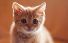 Panduan Tepat Memberi Makan Anak Kucing Sesuai Usia, Ketahui Seberapa Banyak Kebutuhannya