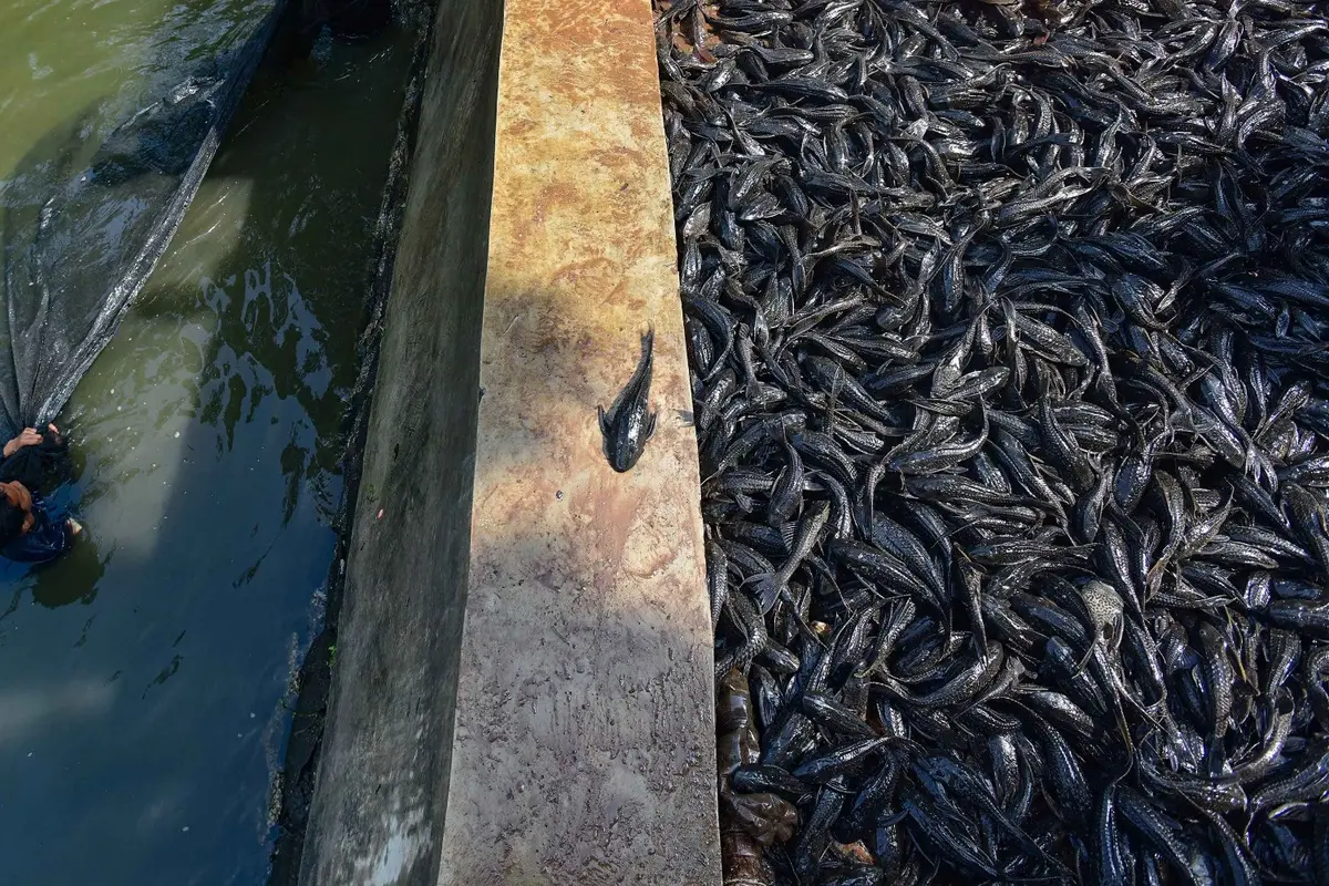 Petugas Sudin Ketahanan Pangan, Kelautan dan Pertanian Jakarta Selatan menangkap ikan sapu-sapu di kawasan Setu Babakan.