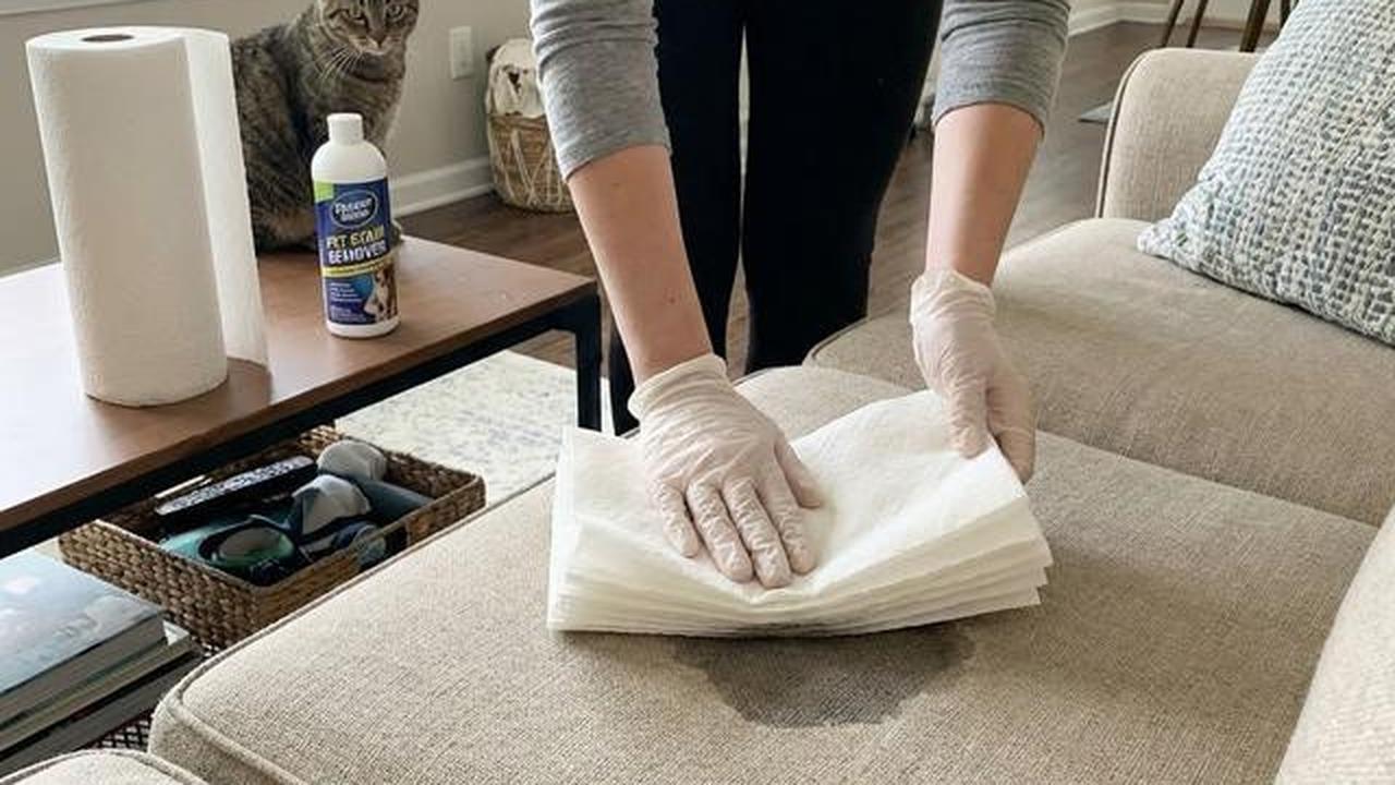 Cara Cepat Mengatasi Bau Pipis Kucing saat Kepepet, Kebersihan Rumah Terjaga