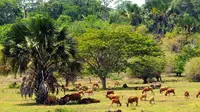 Padang Savana Sedangan Taman Nasional Alas Purwo (Istimewa)