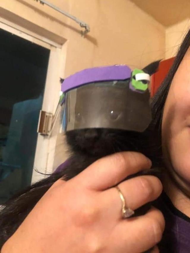 6 Potret Lucu Kucing Pakai Masker hingga Face Shield, Ikut Cegah Virus