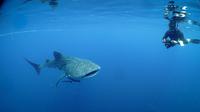 Keberadaan hiu paus muda di perairan Papua. (dok. Konservasi YKC)