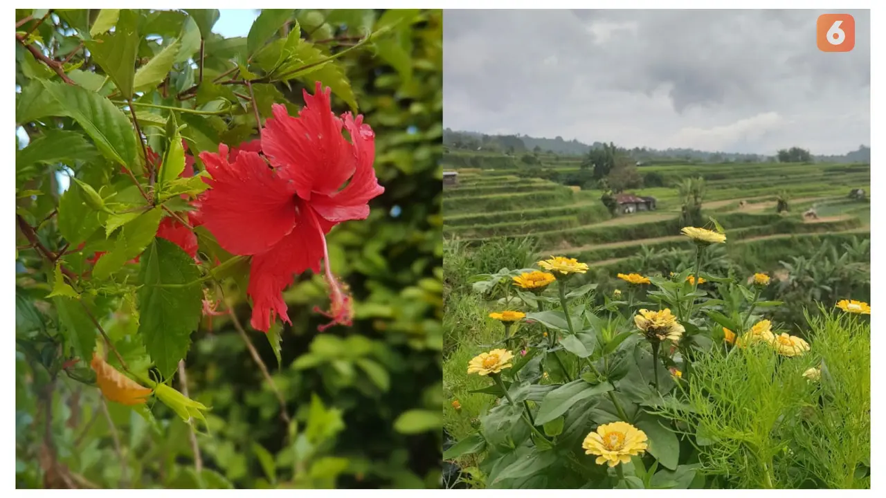 Kenali 10 bunga herbal seperti hibiscus dan dandelion yang mampu menurunkan kolesterol secara alami. Jadikan bunga-bunga ini bagian dari rutinitas sehat untuk mendukung kesehatan jantungmu! (Foto: Aditya Eka Prawira/Liputan6.com)