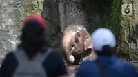 Gajah berendam dalam air di Taman Marga Satwa Ragunan, Jakarta  Sabtu (13//3/2021). Taman Marga Satwa Ragunan kembali dibuka bagi pengunjung dengan KTP DKI maupun non-DKI. (merdeka.com/Imam Buhori)