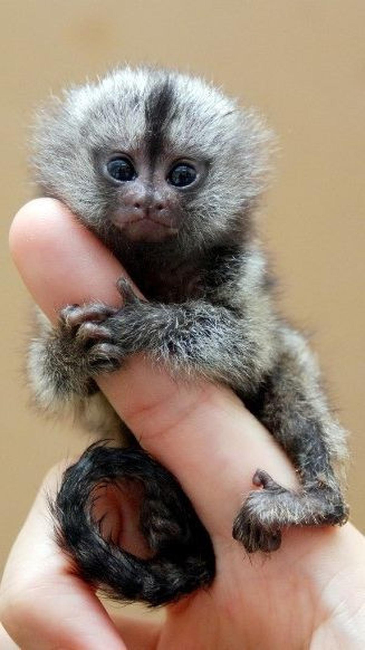 1. Marmoset Kerdil atau Pygmy Marmoset<br>