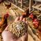 Gambar Pakan Probiotik untuk Ayam Petelur (AI)