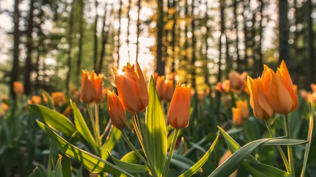 Spring