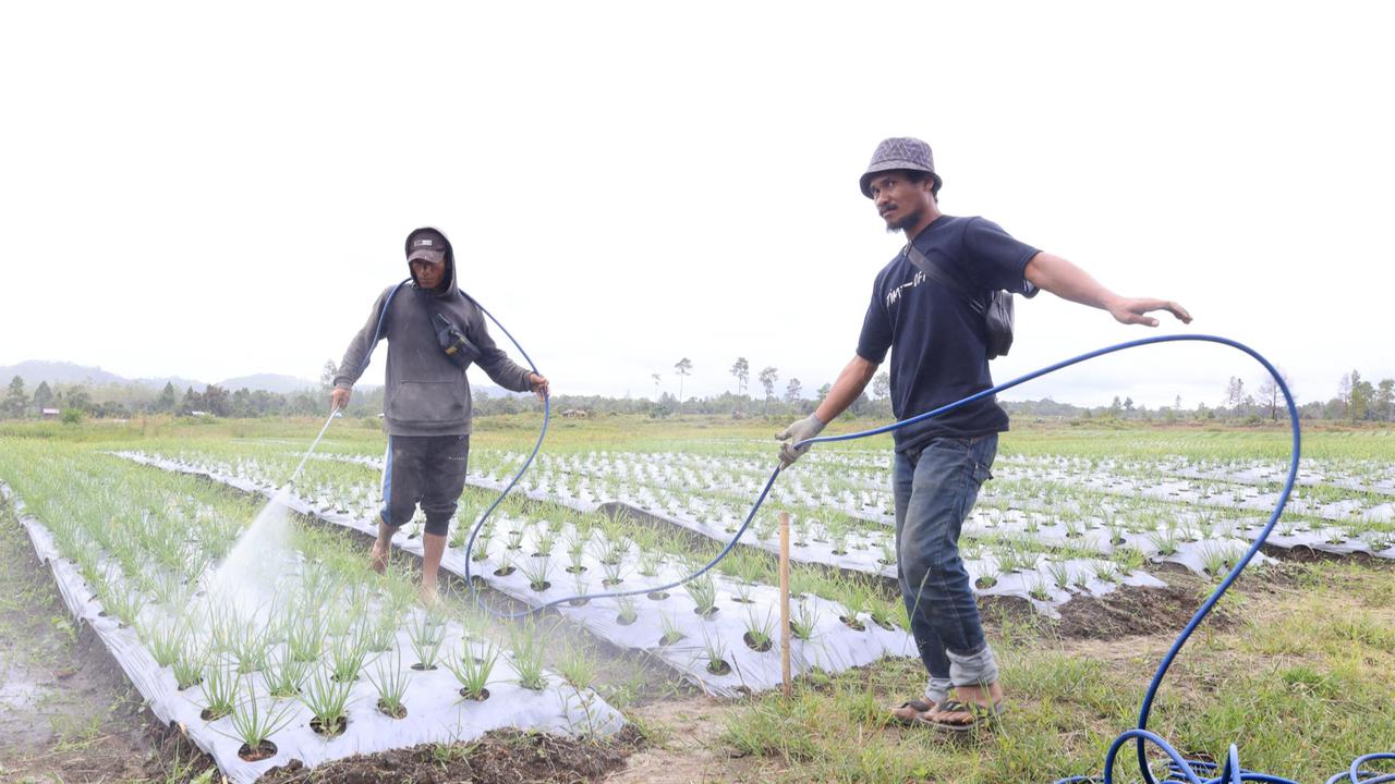 Ikut Program Lumbung Pangan, Begini Kisah Para Petani di Tanah Humbang Hasundutan