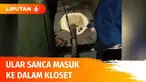 Pergantian musim dan curah hujan tinggi memicu ular keluar dari habitatnya. Di Medan, seekor ular sanca liar sepanjang 3,5 meter masuk ke dalam kloset WC di rumah warga dengan setengah bagian badan yang masih di luar, ngeri!