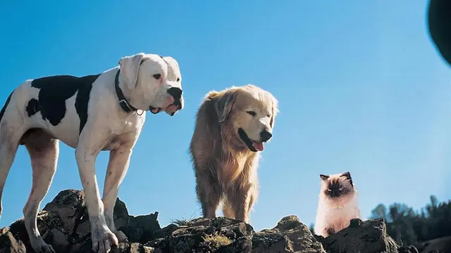 Homeward Bound: The Incredible Journey (1993)