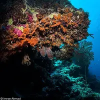 Wakatobi, Sulawesi Tenggara. (Sumber Foto: divephotoguide.com)