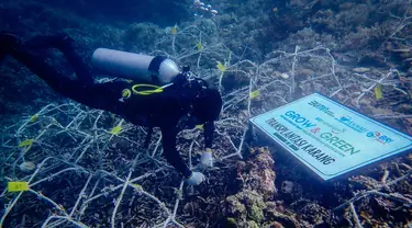 Penyelam melakukan pemasangan media tanam dan transplantasi terumbu karang di kawasan Pantai Ujung Bulo Mamuju, Sulawesi Selatan. (Dok BRI)