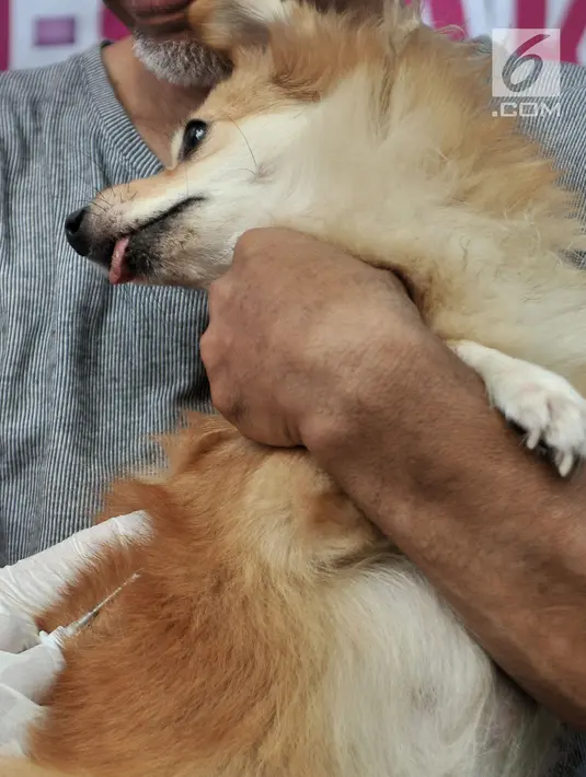 Petugas KPKP DKI Jakarta menyuntikkan microchip ke tubuh anjing di Kantor Dinas KPKP, Jakarta, Rabu (12/9). Anjing yang hilang, dicuri atau jual beli secara ilegal dapat teridentifikasi menggunakan kode dalam microchip. (Merdeka.com/Iqbal Nugroho)