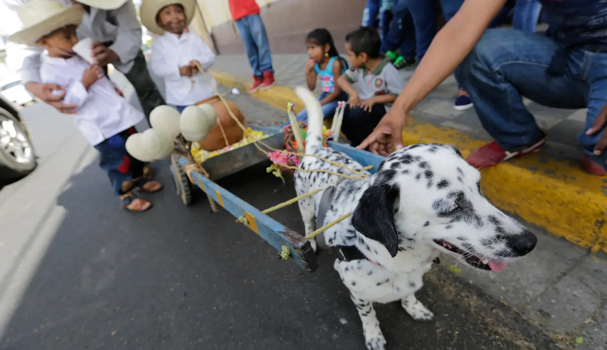 Seekor anjing menarik gerobak saat mengikuti misa San Lazaro di Monimbo, Masaya, Nikaragua (18/3). Menurut kepercayaan setempat San Lazaro atau Saint Lazarus akan menjaga kesehatan anjing mereka. (AFP/Inti Ocon)