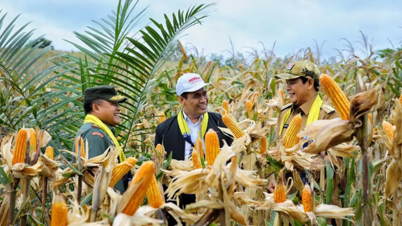 Estafet Panen Raya di Nusantara Penuhi Kebutuhan Jagung Nasional