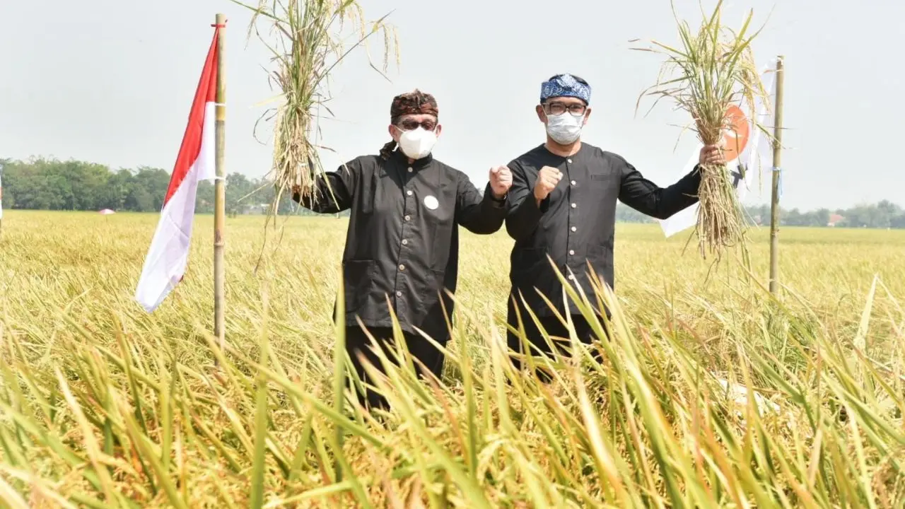 Gubernur jawa Barat Ridwan Kamil bersama Ketua Majelis Syura Partai Keadilan Sejahtera (PKS) Salim Segaf Al Jufri  melakukan panen raya di Karawang.