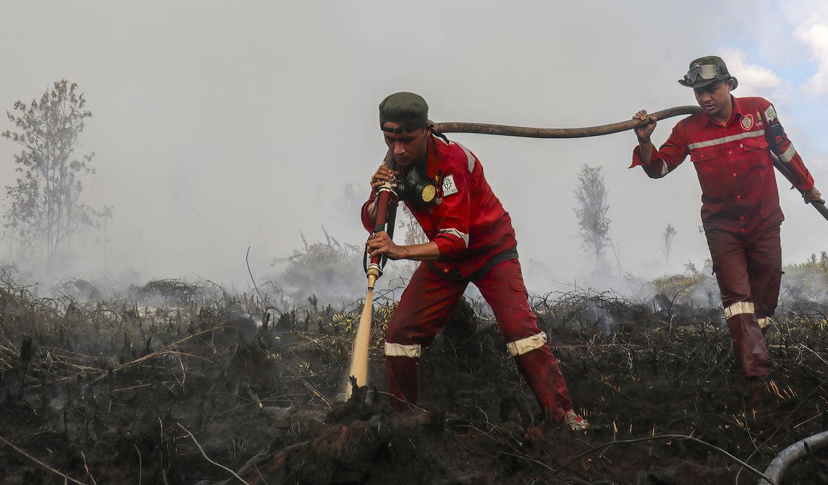 Kemarau Panjang Picu Kebakaran Lahan Gambut di Pulang Pisau
