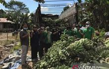 Kaltim Gencarkan Diversifikasi Pangan Lokal Hadapi Ancaman Perubahan Iklim