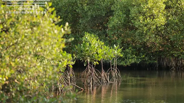 Hutan Mangrove.