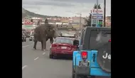 Gajah kabur dari sirkus dan masuk jalan raya di Montana. (dok. BRITTANY MCGINNIS)