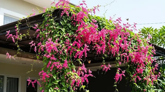 Air Mata Pengantin (Antigonon leptopus)