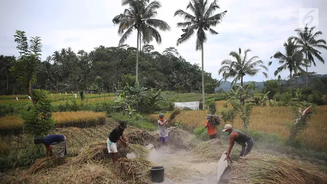 Padi Siap Panen Warga Karangasem Rusak Terkena Abu Vulkanik Gunung Agung