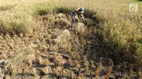 Petani menyelamatkan tanaman padinya dari kegagalan panen akibat musim kemarau di Ridogalih, Cibarusah, Bekasi, Minggu (7/7/2019). Ratusan hektare sawah gagal panen di wilayah Bekasi hingga membuat para petani merugi sampai miliaran rupiah. (merdeka.com/Arie Basuki)