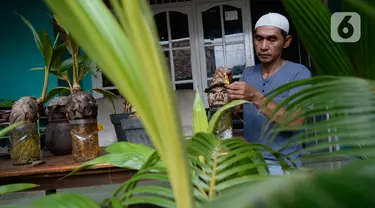 Seniman, Herman Ronda (49) mengukir bibit pohon kelapa yang dijadikan bonsai di Pondok Benda Pamulang, Tangerang Selatan, Selasa (13/10/2020). Budidaya bonsai tanaman kelapa semakin digemari untuk memanfaatkan waktu dengan harga mulai dari Rp 250 ribu hingga Rp 500 ribu. (merdeka.com/Dwi Narwoko)