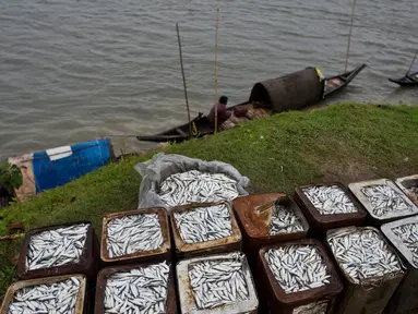 Nelayan  menunggu di kapal mereka untuk menjual hasil tangkapan mereka di tepi sungai Brahmaputra di Jorhat, Assam, India, (3/4). Brahmaputra adalah salah satu sungai terbesar di Asia, yang melewati wilayah China Tibet, India dan Bangladesh sebelum konvergen ke Teluk Benggala. (AP Photo/Anupam Nath)