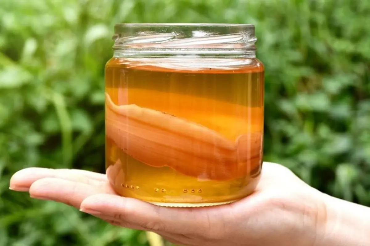 resep teh kombucha/cookpad