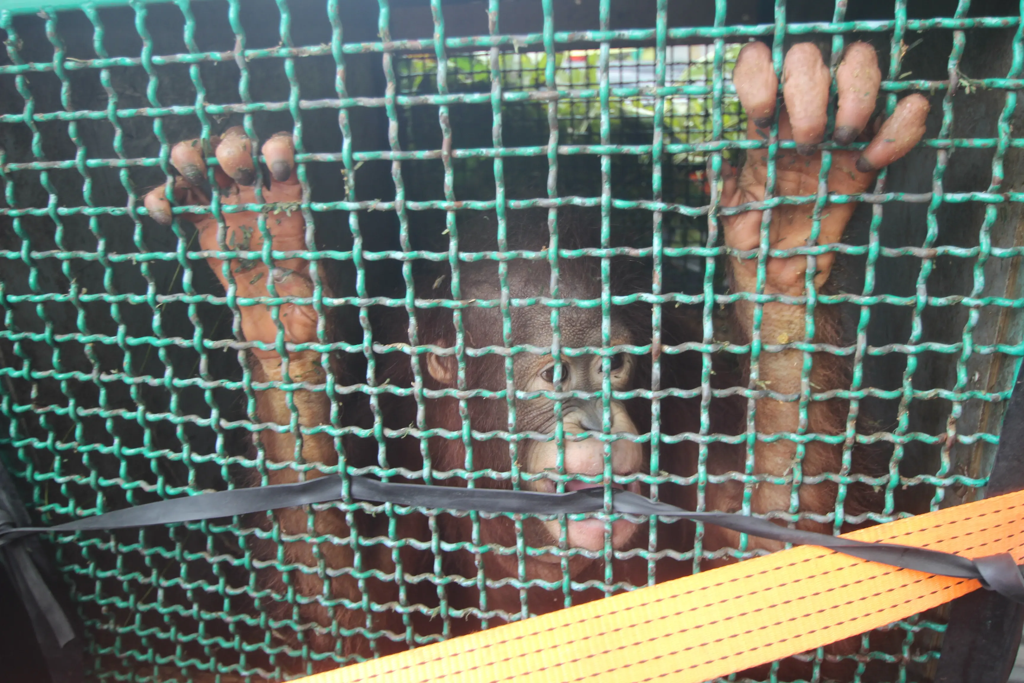 Tak Cuma Dibantai, ini Kenapa Eksistensi Orangutan Juga Terancam (Liputan6.com/Abelda Gunbawan).