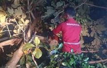 Pemkot Semarang Tangani Dampak Hujan Disertai Angin Kencang, Dalam Semalam 86 Pohon Tumbang Dievakuasi