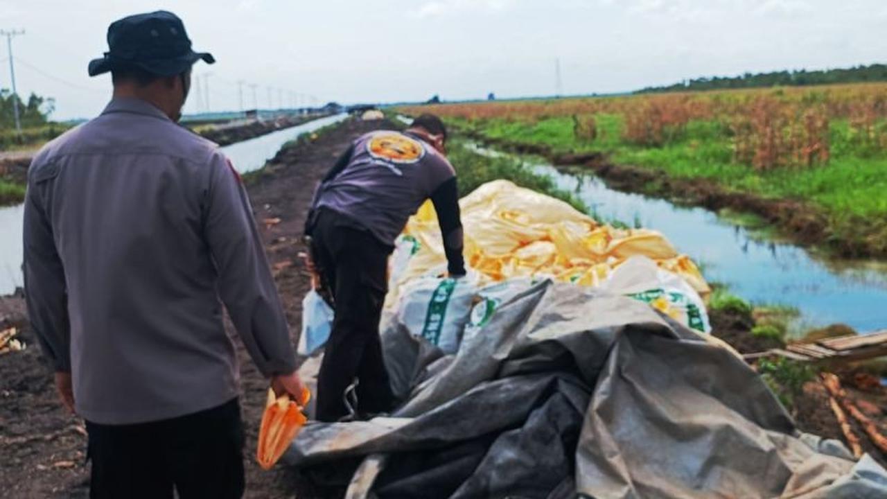 Polresta Banjarmasin Sukses Rampungkan Panen Jagung 44 Ton di Lahan Rawa, Dukung Ketahanan Pangan