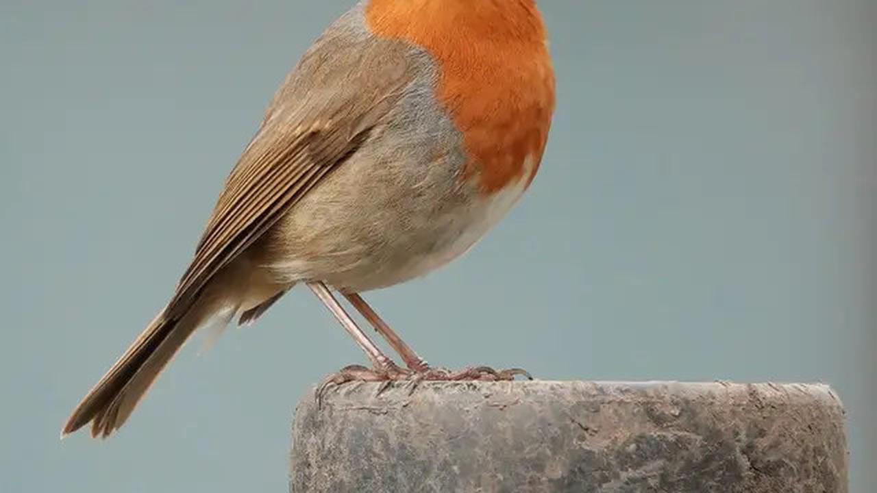 Studi Ini Ungkap Peran Manusia Terkait Krisis Kepunahan 610 Spesies Burung 130.000 Tahun Terakhir