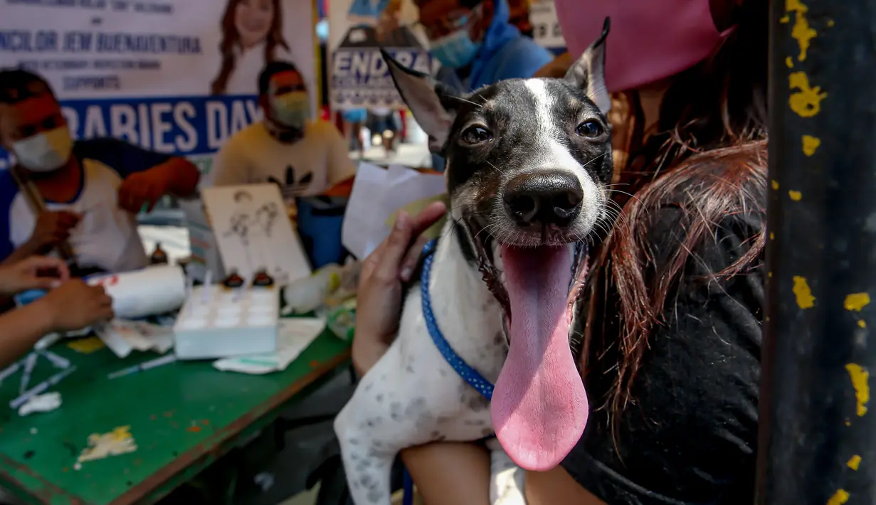 Seorang wanita membawa anjing peliharaannya menunggu vaksinasi rabies gratis di Manila, Filipina, pada 28 September 2020. Hari Rabies Sedunia diperingati tiap 28 September untuk menyebarkan kesadaran akan pencegahan rabies pada hewan peliharaan. (Xinhua/Rouelle Umali)