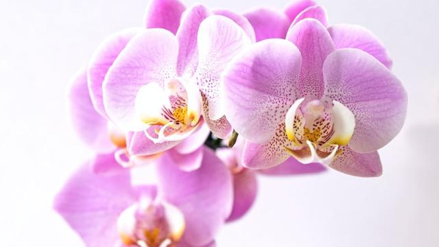 Ilustrasi bunga anggrek