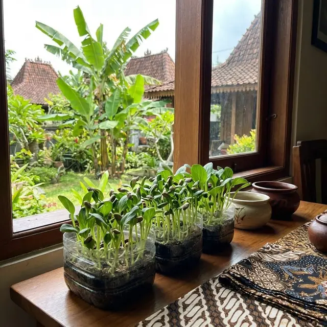 Microgreens Paling Gampang untuk Pemula