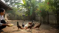 Cara Membuat Fermentasi Pakan Ayam dari Sayuran untuk Pertumbuhan Optimal