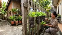 12 Trik Menanam Selada di Botol Air Mineral agar Daunnya Renyah dan Lebat