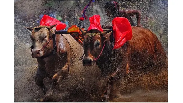 Sapi Harus Dirawat