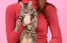 5 Hal yang Harus Dipersiapkan Sebelum Memelihara Kucing, Bikin Anabul Nyaman di Rumah