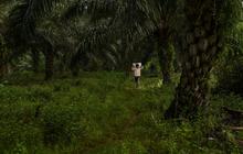 Kebun Sawit Terluas di Dunia Ternyata Ada di Indonesia, Ini Dia Perusahaan Pengelolanya