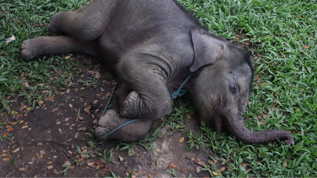 Bayi gajah dua bulan tersesat di permukiman warga